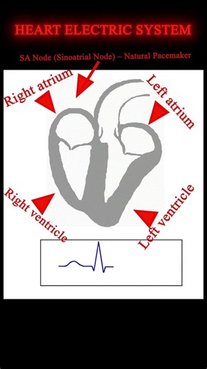 HEART ELECTRIC SYSTEM.#shorts #shortvideo #shortsvideo #shortsfeed #news #trending #youtubeshorts