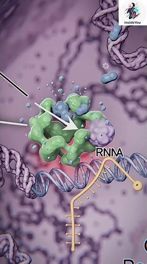 How does the cell membrane work? #animation