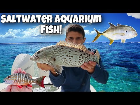 Catching EXPENSIVE SALTWATER AQUARIUM FISH!! *Exotic*