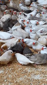 My goodness! What a beautiful and one of the largest Zebra Finch farms 🤍 Absolutely amazing to see so many healthy and colorful Zebra Finches together. Truly a paradise for bird lovers! 🎥 Credit: All credit goes to the original video owner. This video is shared only for appreciation and awareness. #ZebraFinches #ZebraFinchFarm #FinchLovers #BirdFarm #BeautifulBirds #BirdWorld #FinchLife #BirdVideo #Aviculture #BirdBreeders #BirdLove #NatureBeauty | Nihal Bird's Canvass