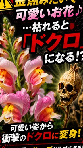 【衝撃のギャップ】金魚みたいで可愛いお花…枯れると「人間のドクロ」に変身する不気味すぎる植物『キンギョソウ』がヤバい… #1分雑学 #危険生物 #キンギョソウ