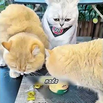 Have you ever seen a bee that can dive? #stories #cats #cat #shorts