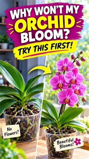 “Why Won’t My Orchid Bloom?” #OrchidParadiseUSA , #OrchdLovers , #Orchid ,#orchidcare