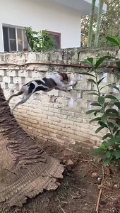 8.7K views · 445 reactions | When you're determined to see what the neighbours are up to...... | Animals United | Facebook