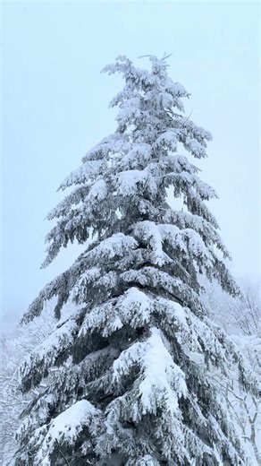Meanwhile in blizzard conditions. #ZAO #Japan #snow #snowing #snowboarding