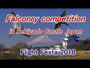Falconry competition in Japan [Flight Festa 2018]