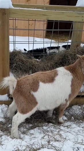 My Goat Suddenly Needed Emergency Help | Gold Shaw Farm