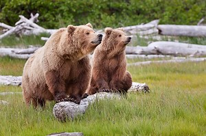 Explore Alaska's Backcountry Wilderness Habitat | Bear Viewing