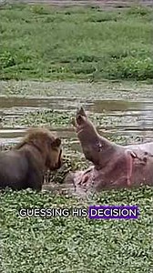 Hippo explosion #animals #wildlife #fyp