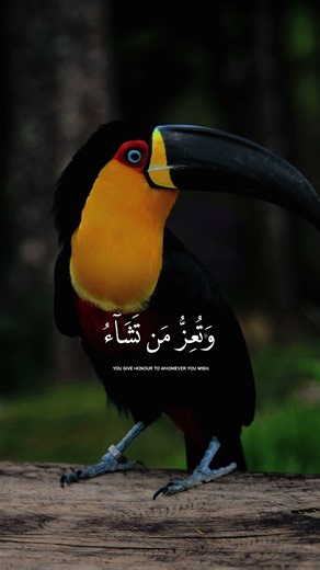 Beautiful Quran recitation with translation🤍 #quran #quranrecitation #quranictranslation #quranic