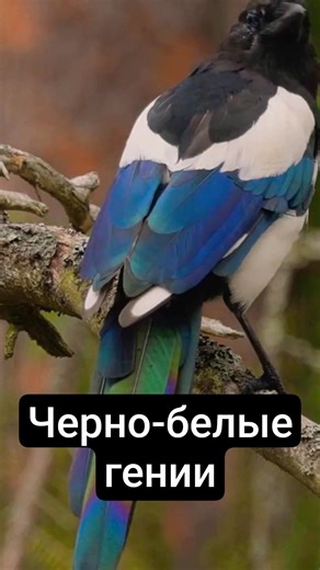 Interesting facts about Magpies