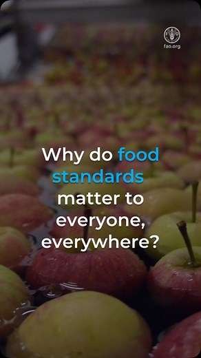 Food & Agriculture Organization of the United Nations on Instagram: "For over 60 years, @FAO and @WHO Codex standards have protected health and facilitated trade. Codex standards... 🔶 are a basis for legislation 🔶 provide benchmarks for trade 🔶 inform food control systems 🔶 reduce spread of foodborne illness Learn more 🎥 #FoodSafety"