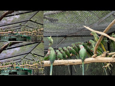 Raw Parrot Setup | Raw Parrot Breeding Setup | Alexander Parrot | Kashmiri Parrot setup in Pakistan