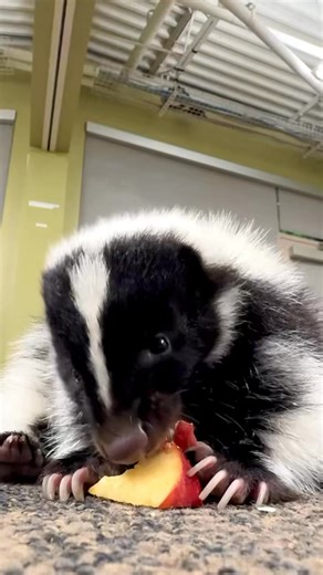 303K views · 16K reactions | Glacier the skunk munching on an apple. Skunks are omnivore. They eat a mix of insects, grubs, fruits, and small animals—making them great natural pest controllers. From berries to beetles, skunks help keep ecosystems in balance! | Cincinnati Zoo & Botanical Garden | Facebook