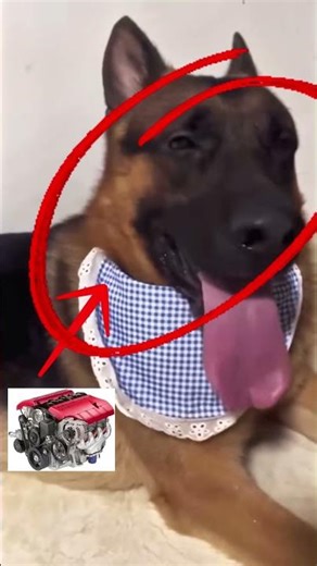 Ranking Funny German Shepard Moments