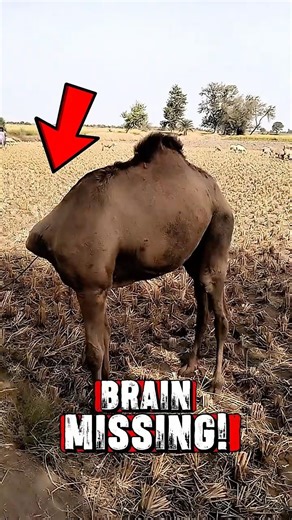 Animals That Live Without a Brain… And They’re Still Alive 🧠😳 #facts #2026