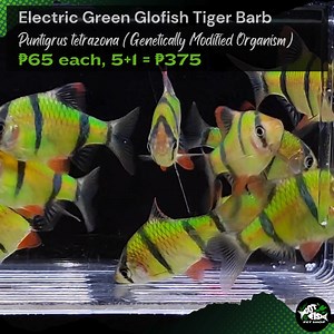 ELECTRIC GREEN GLOFISH TIGER BARB | Got Fish