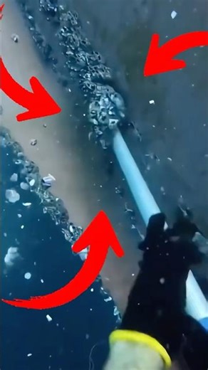 NEVER Eat These "Free" Shellfish! 🤢🚢 #shorts #viralshorts #fish