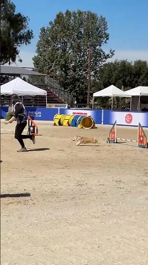 Welly the Pembroke Welsh Corgi and Peter Wirth are your 8” champions! ✨