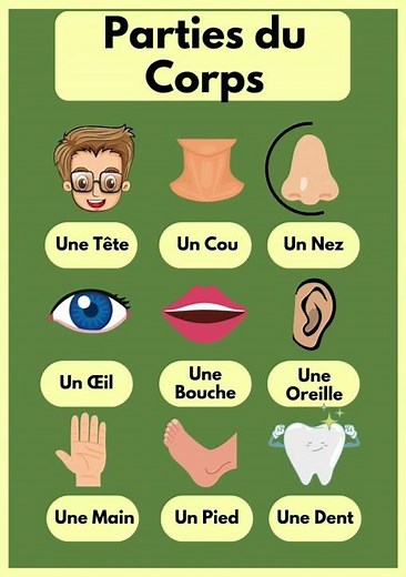 Les Parties du Corps en Français Apprenez les Noms Essentiels ! 🧠👂👃