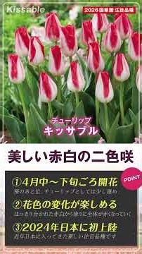 2026年 チューリップ球根 国華園おすすめ品種紹介 #国華園 #チューリップ球根 #グラニーアワード #キッサブル #アップスター #シウン #紫雲 #園芸 #ガーデニング #庭仕事