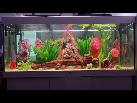 Top 8 Most Beautiful Discus Tank in Natural Planted Aquarium