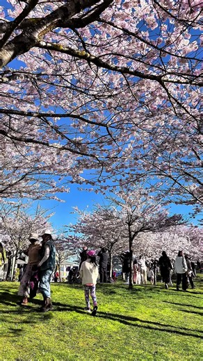 Top Cherry Blossom Events in Vancouver for 2025