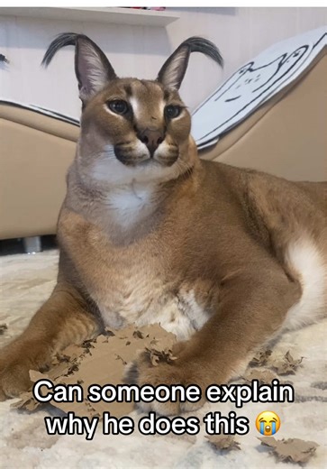 Our kitty’s favorite hobby is ripping cardboards 🙏. We have to order lots of stuff and cardboards to keep him entertained, people around us probably think we are moving every day or building a cardboard fort.