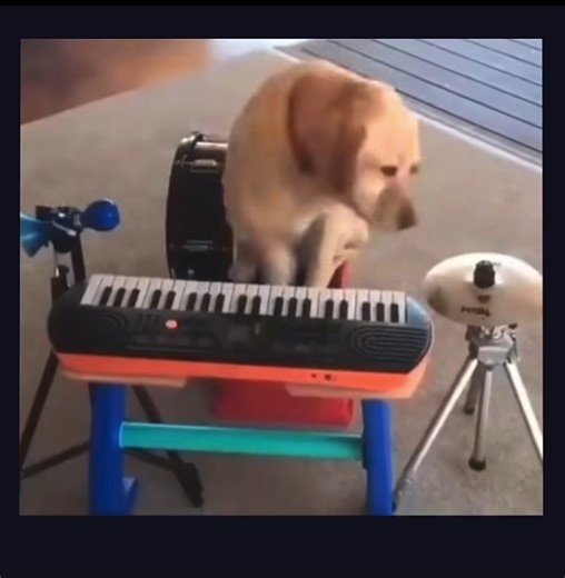 Dogs Party with Whiplash Vibes