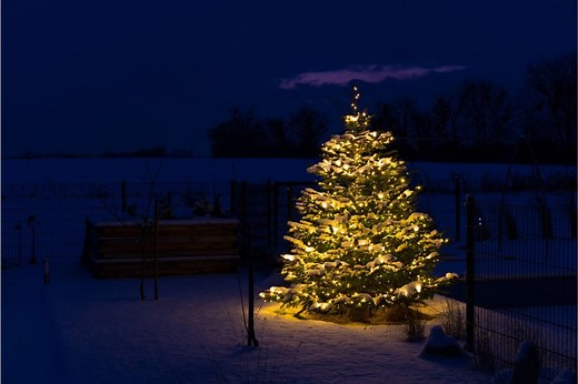 O Christmas Tree lyrics and origins | Classical Music