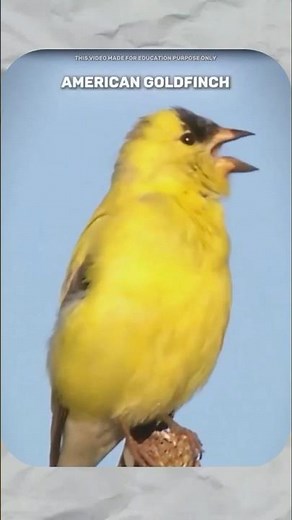 How the American Goldfinch Sleeps | Unique Sleeping Behavior of a Beautiful Yellow Bird