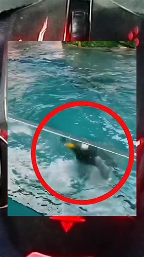 The Lost Penguin Who Found Gentle Hands to Guide Him Home. Amazing True Story Rescue Bird #rescue #animalsrescue #birdrescue #penguins #DidYouKnow #fblifestyle | Facts By AN
