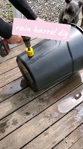 DIY Rain Barrel Setup Guide