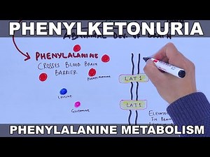 Phenylketonuria and its metabolism