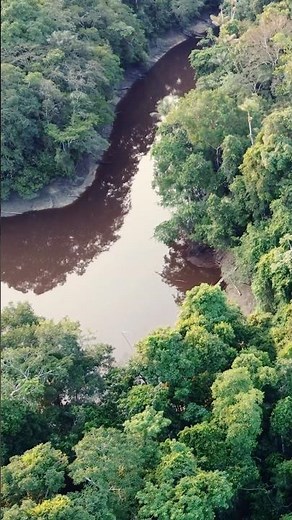 Un des plus beaux endroits sur terre : la forêt amazonienne #wildlife #travel #nature #amazonjungle