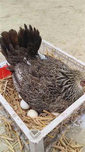 🐣 How to Hatch a Chicken Egg at Home | A Tiny Miracle of Life ❤️