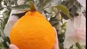 甜甜的粑粑柑