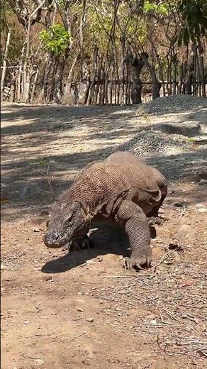 “Meet the World’s Largest and Most Dangerous Lizard — The Komodo Dragon