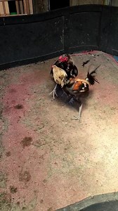 Ayam se kandang 🤦‍♂️🤦‍♂️ | Nobi Nobita