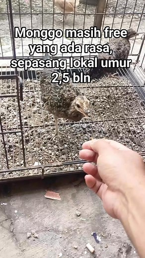 #ternakayamhutanhijau #greenjunglefowlbreeding | Enggang Gading