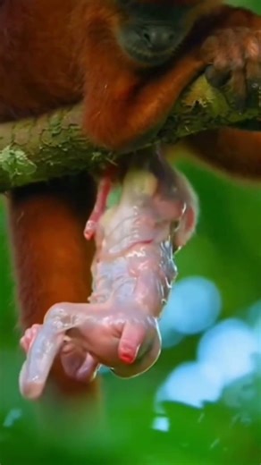 Red Howler Monkey #Tropical Rainforest Ecology#shorts #short