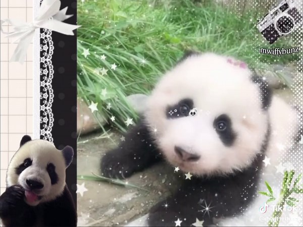 Cute Panda Aesthetic Moodboard Edits