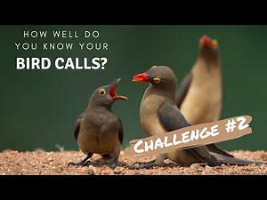 How well do you know your bird calls? | Challenge no.2