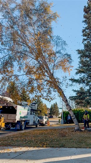 Having two main leaders can make a tree structurally weak and prone to splitting — like this birch. Proper pruning early on helps form one strong central leader and prevents costly removals later. 🌳✂️ #TreeCare #EdmontonTrees #TreeRemoval #PruningMatters #sherwoodparklocal | Neighbours Tree Company Ltd.