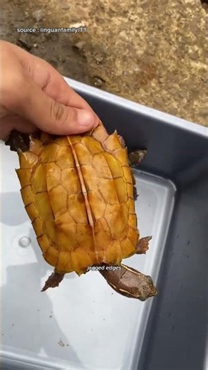 The Strange Turtle Hidden in the Forest#animalfacts #wildlife #facts