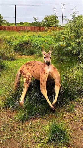 The Weird Thing Kangaroos Do