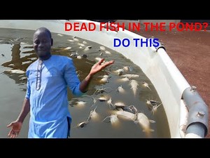 Dead Fish in Your Pond? Here’s Why It’s a Big Problem and How to Fix It