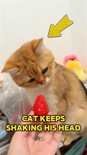 Why This Cat Keeps Shaking His Head