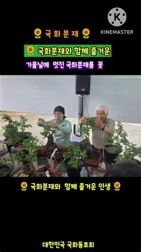 국화분재 🌼 대한민국 국화동호회 국화분재 만들기 #국화 #국화분재 #통천리국화아야기 #함평군