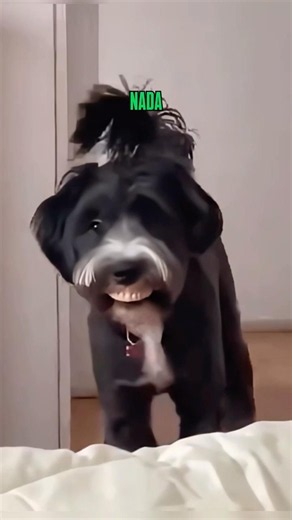 Funny Animals
